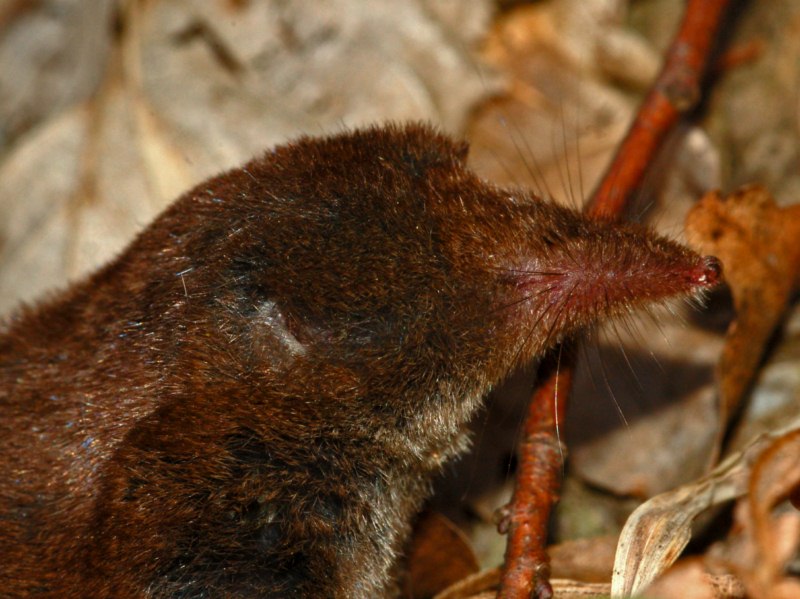 Un toporagno da identificare:  Sorex antinorii